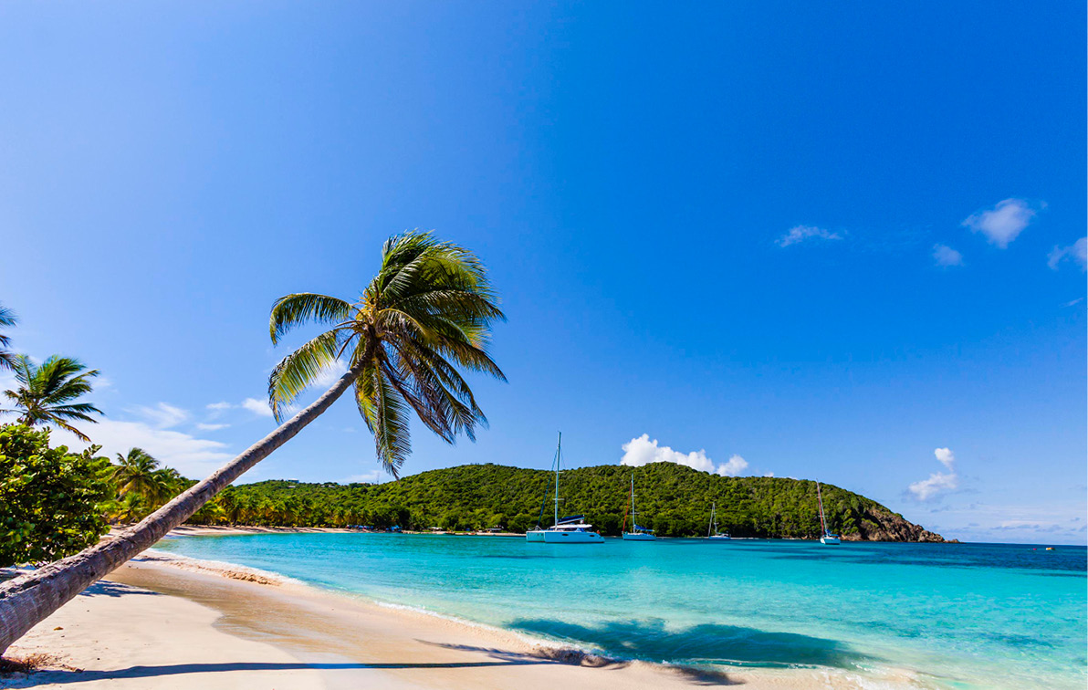 A palm tree on a white sandy beach with blue waters in the Caribbean