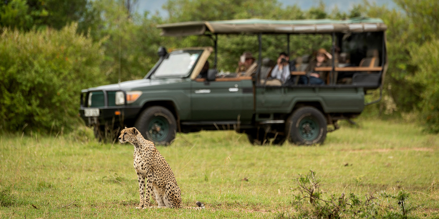 Cheetah spotted on safari in Africa