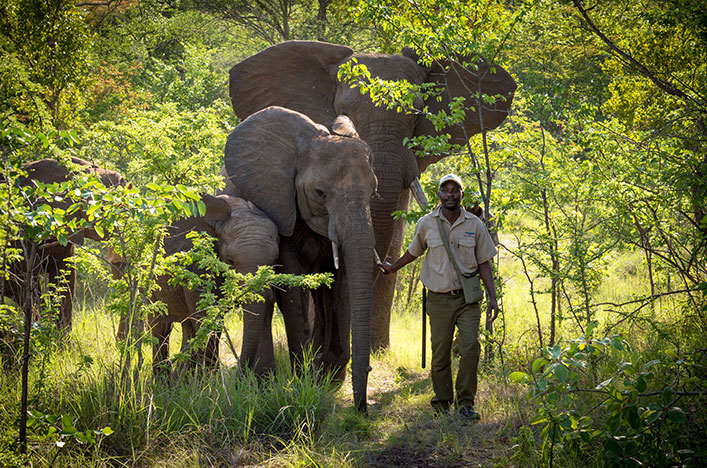  A man guiding three elephants through bushland in Zimbabwe