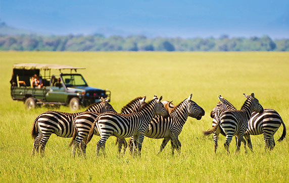 Flight discount club zebra