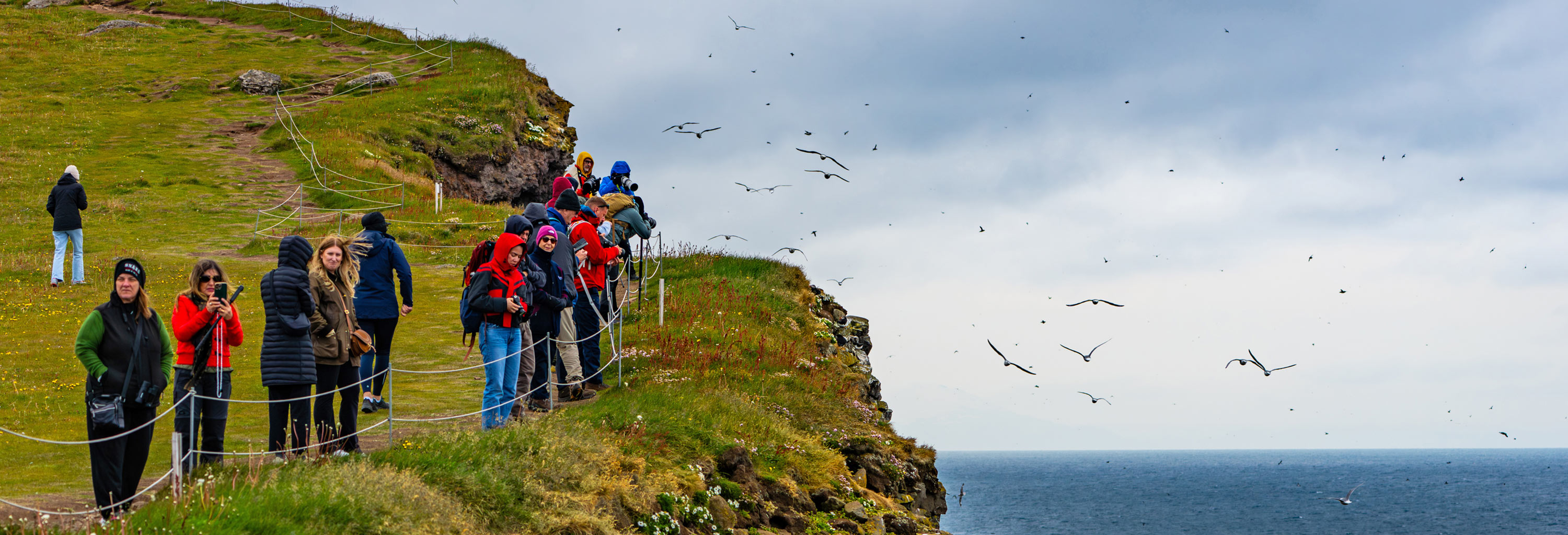 With the Discovery Team, discover Patreksfjörður on a hike
