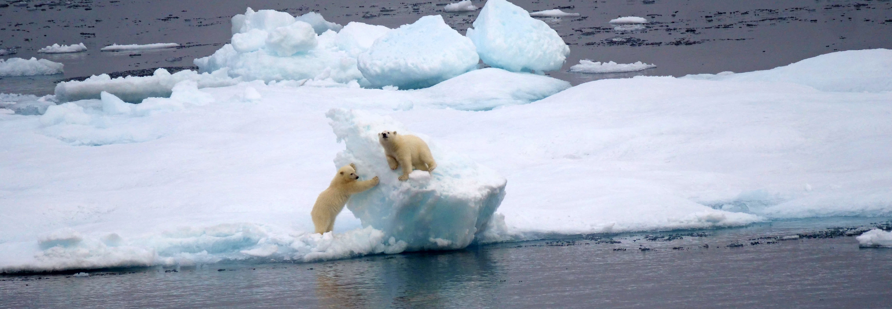 Polar bears playing at The Northwest Passage