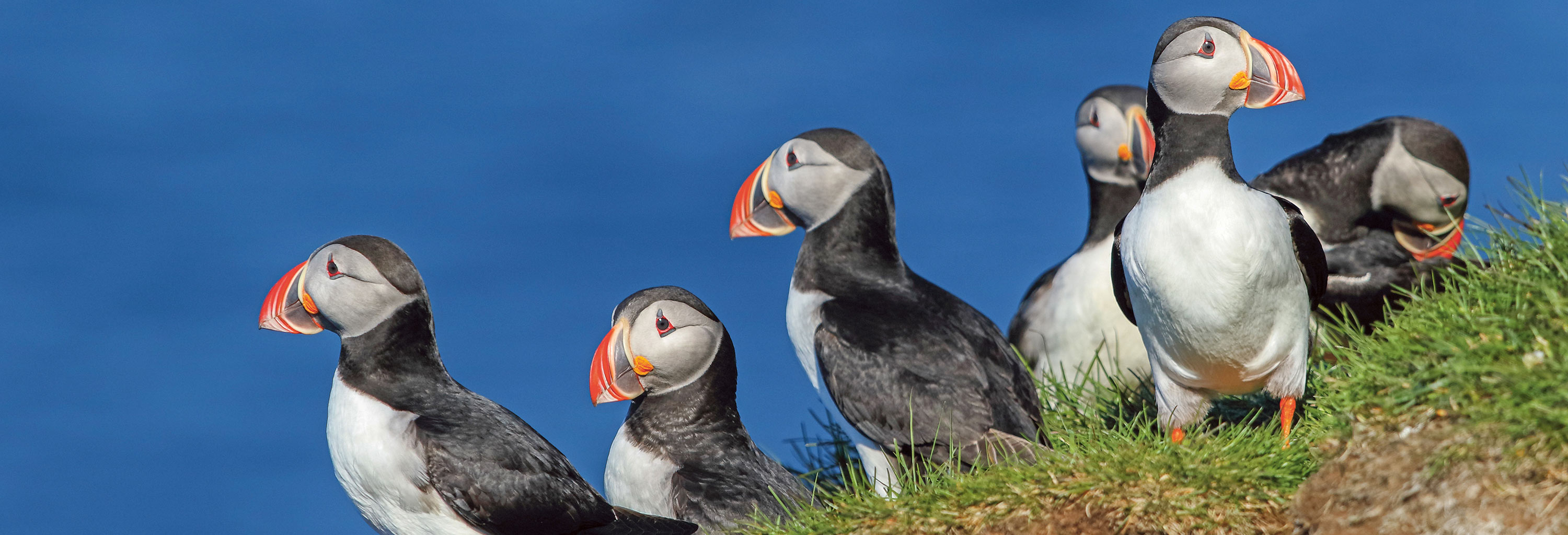 Puffin spotting along the coast