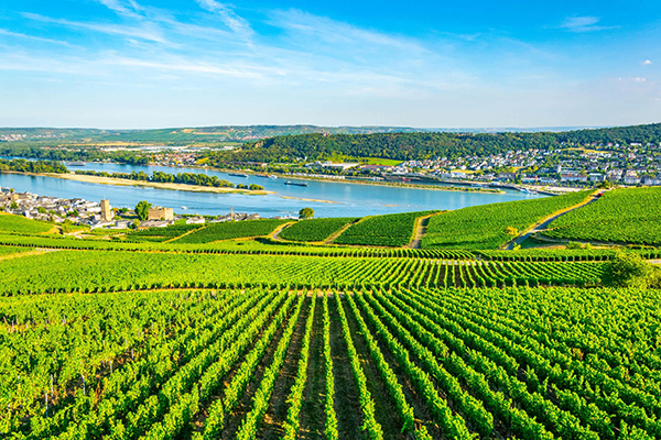 Rudesheim vineyards, Germany