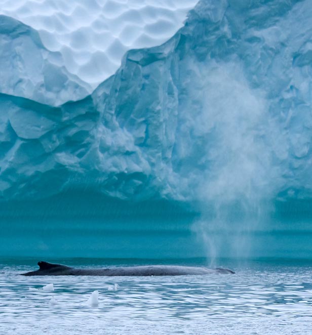 Whale breaching in Charlotte Bay, Antarctica