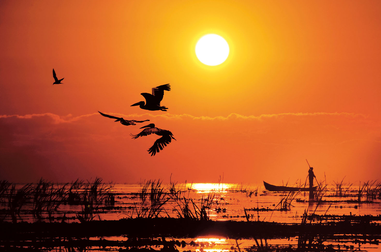 Pelicans flying over the Danube Delta in Romania at sunset. 