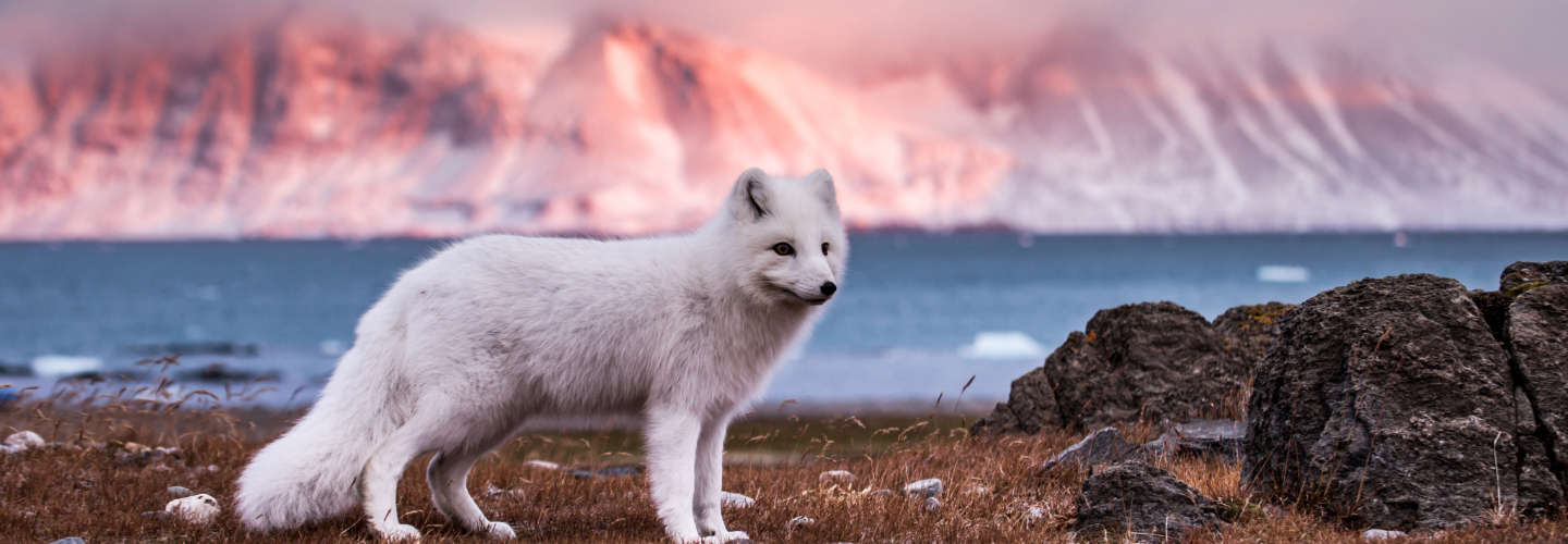 Arctic Fox, Svalbard