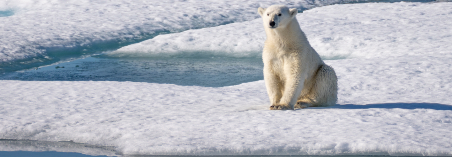 Polar bear, Svalbard
