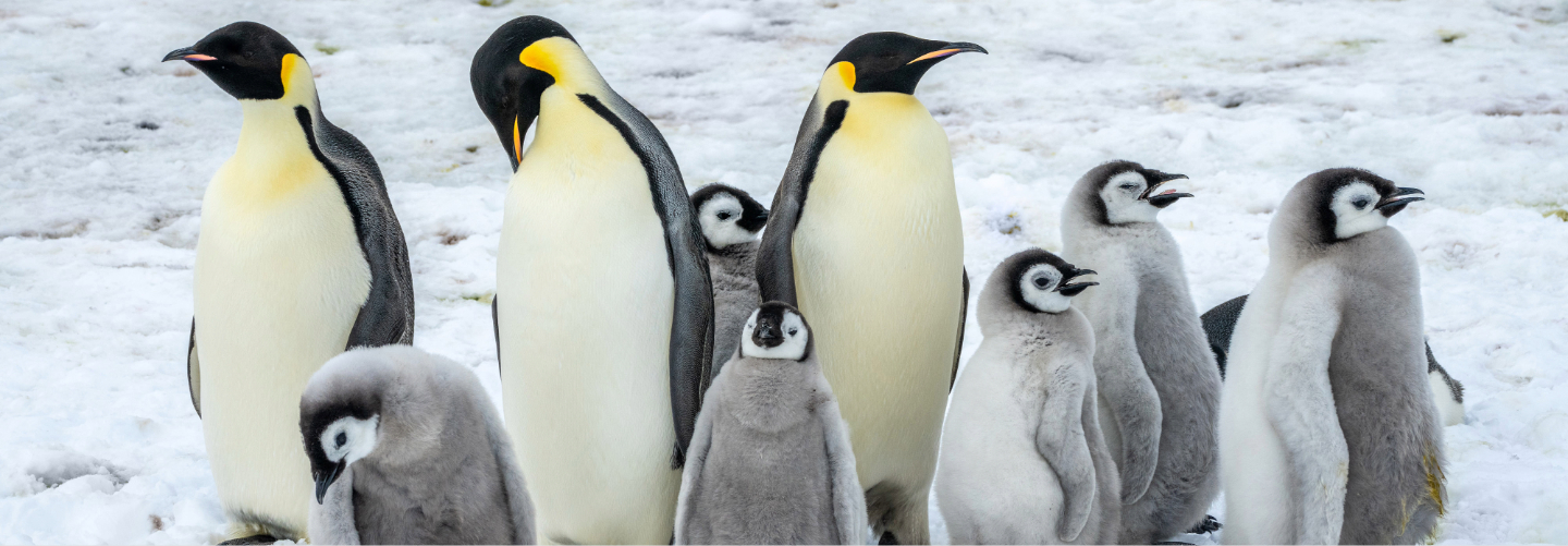 Emperor penguins, Snow Hill Island^