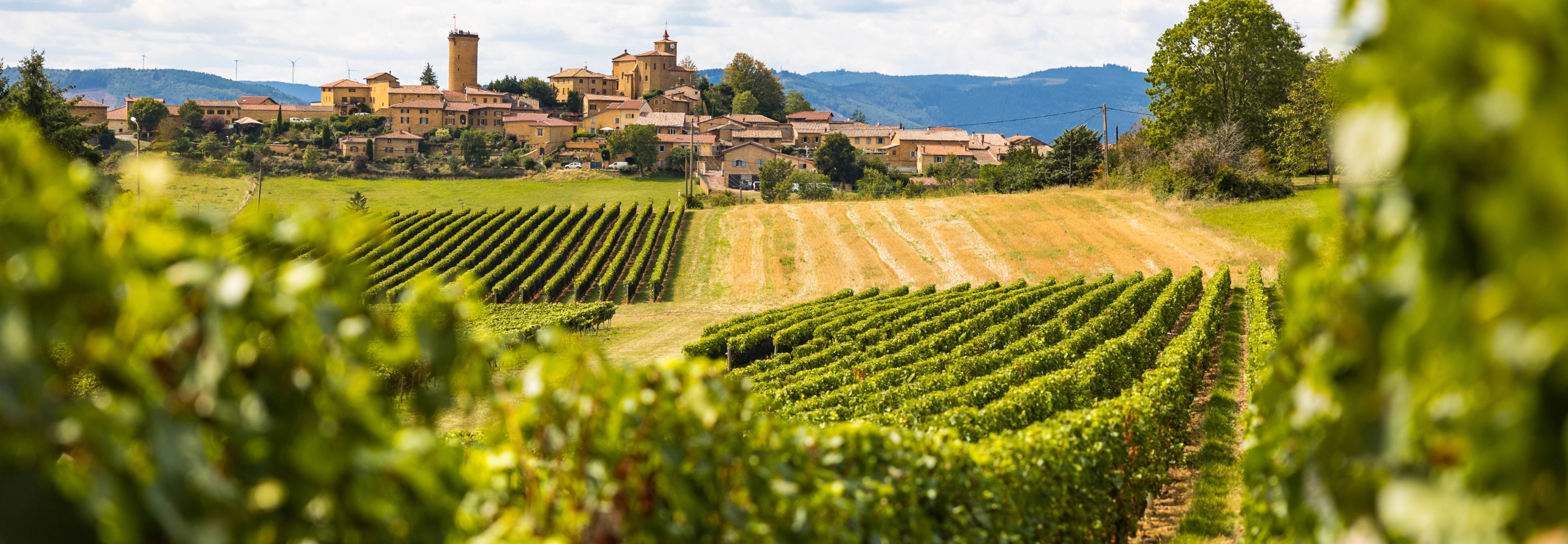 Beaujolais vineyard with town in the background