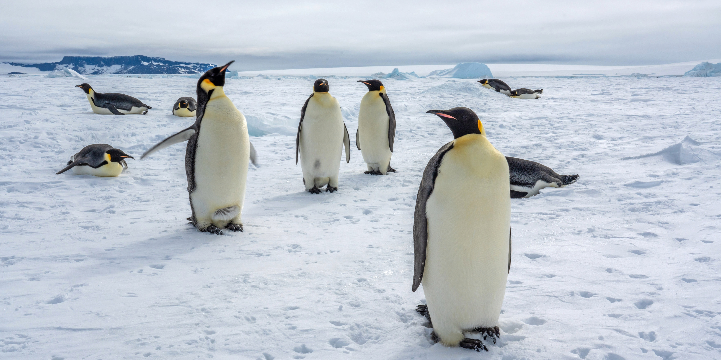 Close up shot of emperor penguins in snowy polar landscape