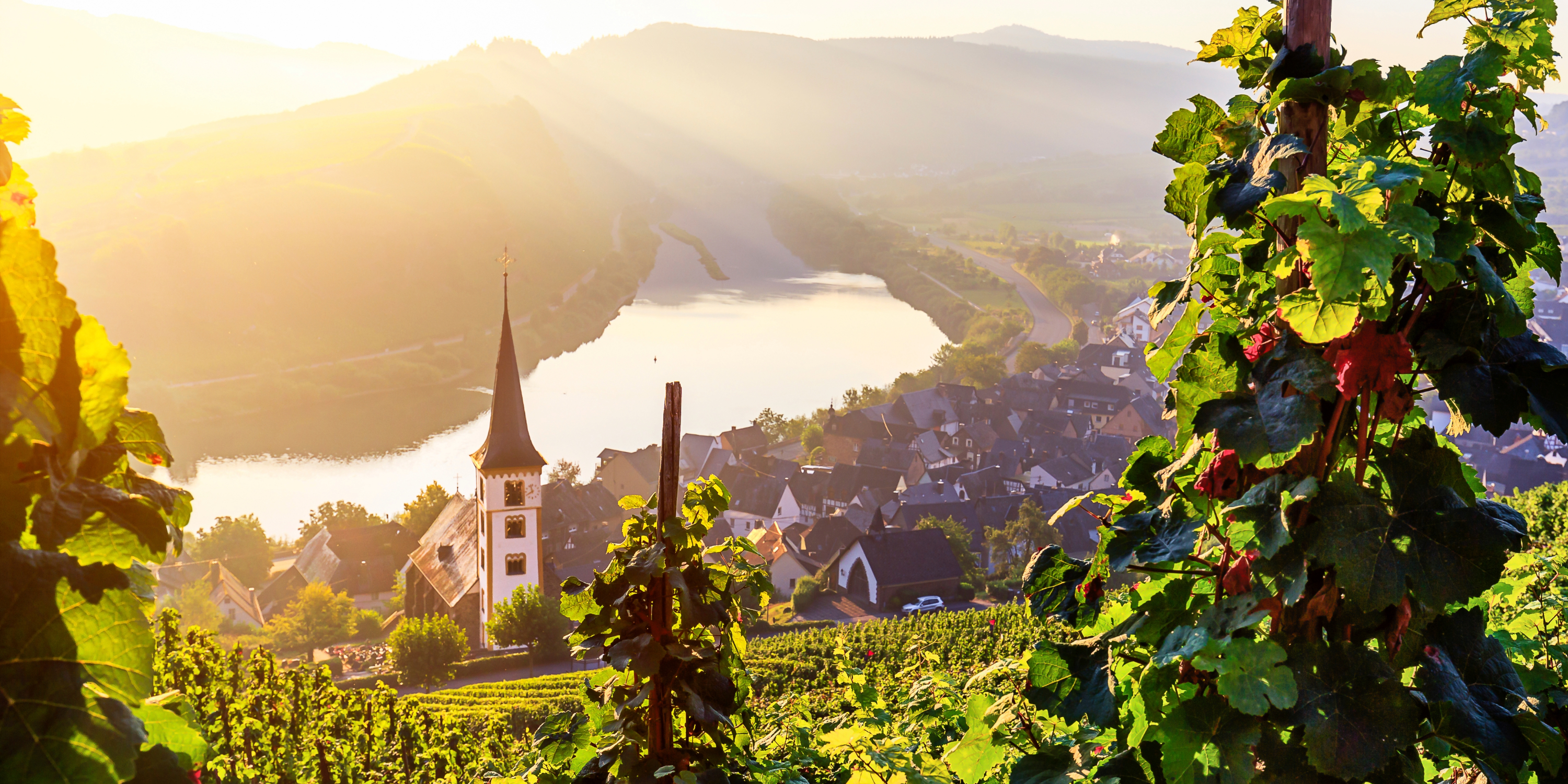 A stunning vineyard scene, showcasing vibrant grapevines and a beautiful church nestled in the background.