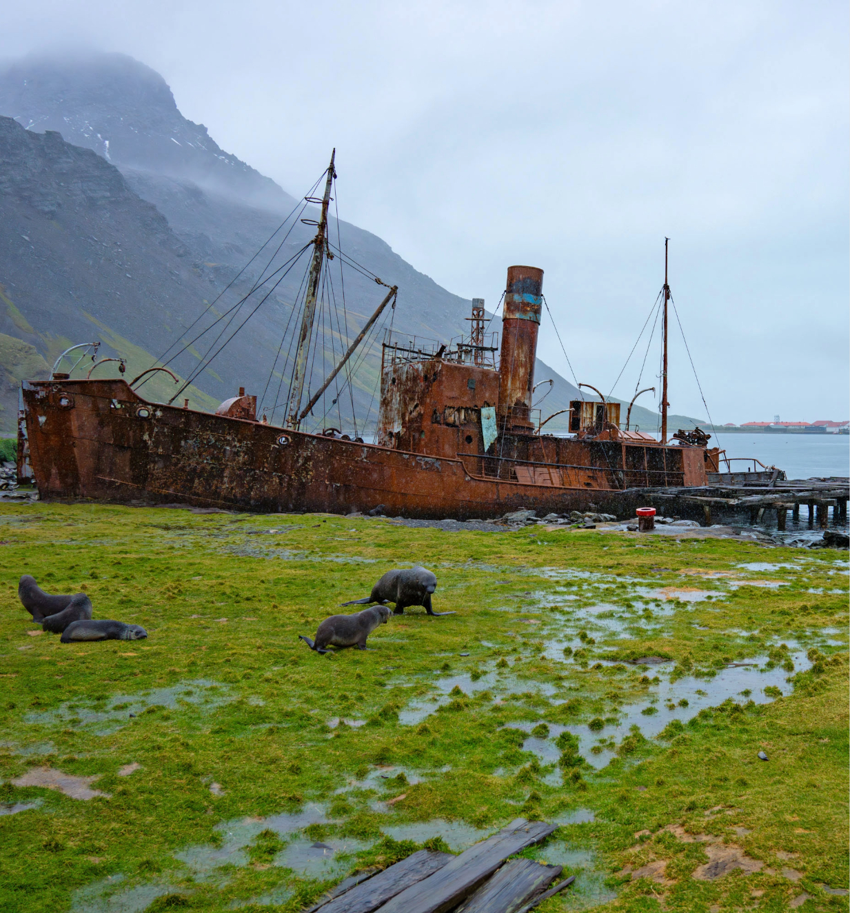An isolated view of the green lands of South Georgia, where seals reside by an abandoned ship.