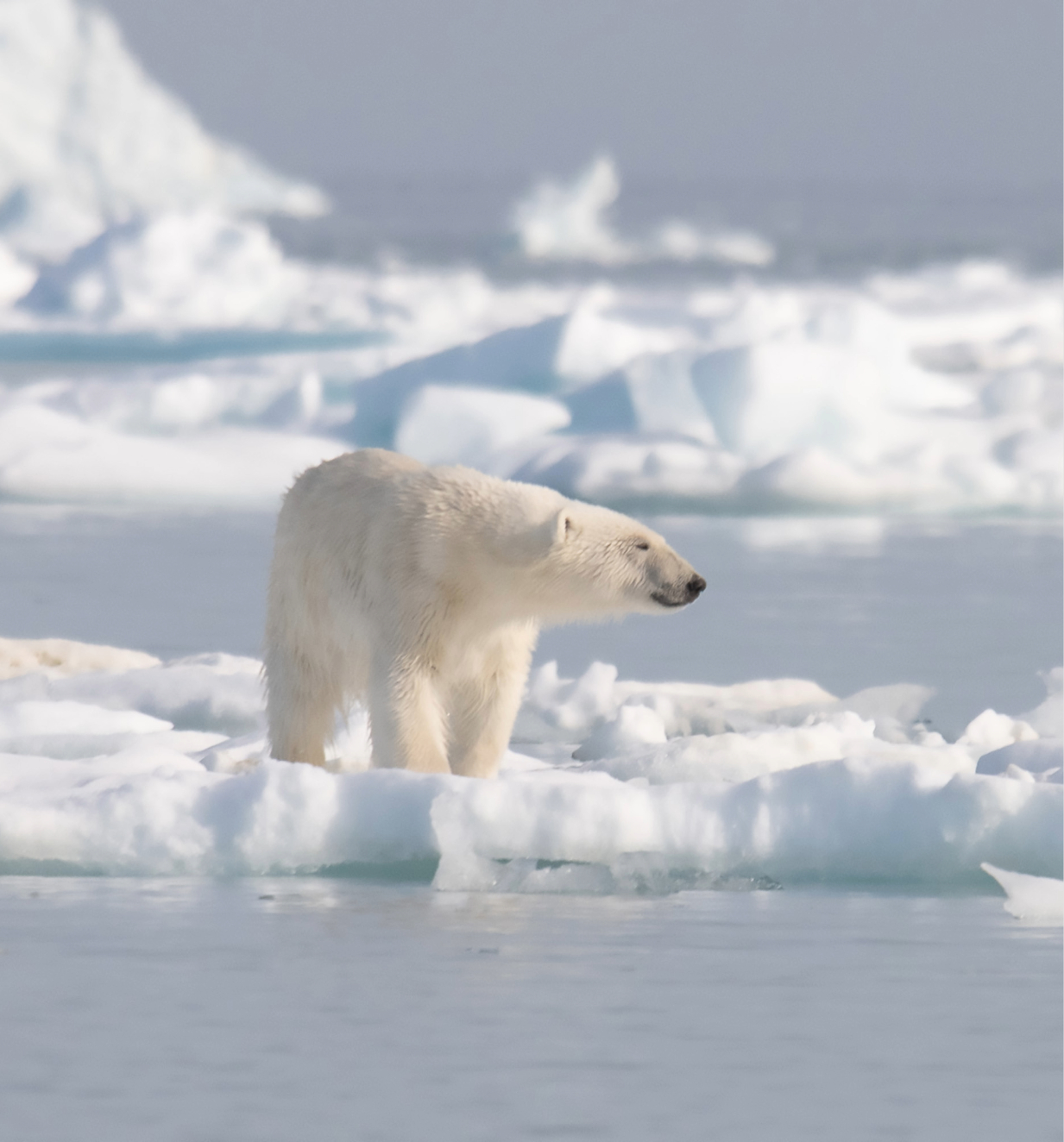 A polar bear overlooking the icy waters on top of a floating iceberg.