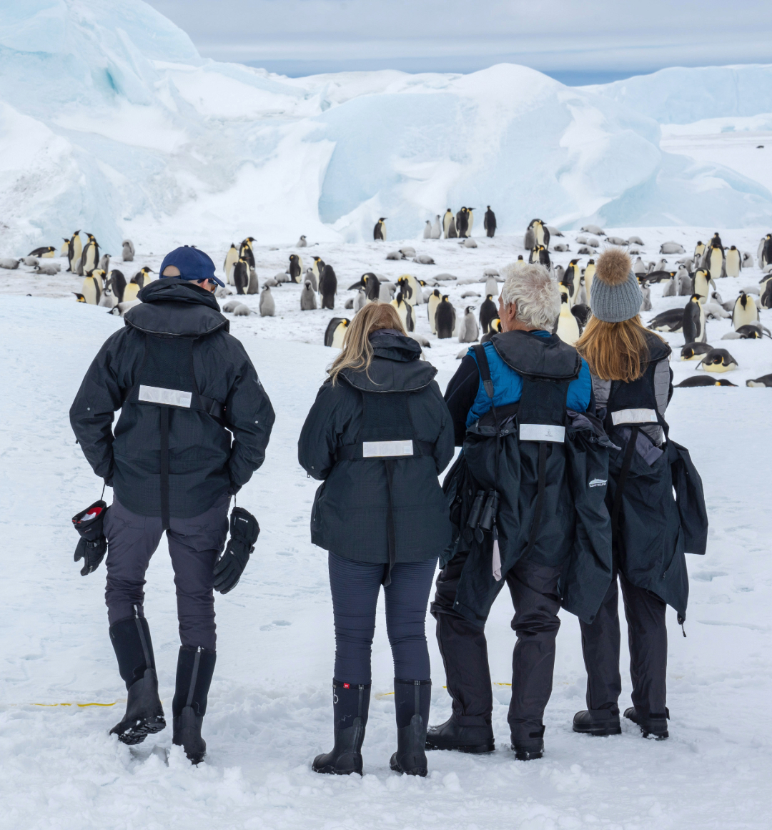 Scenic group wildlife watching in Antarctica