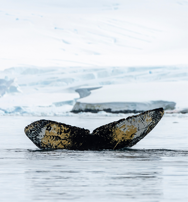 Humpback whale rising out of the sea 