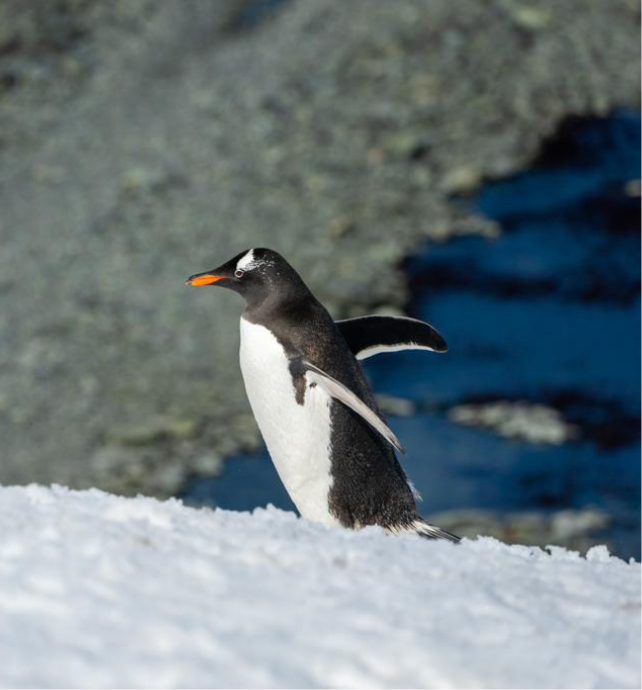 Gentoo penguin walking on snow