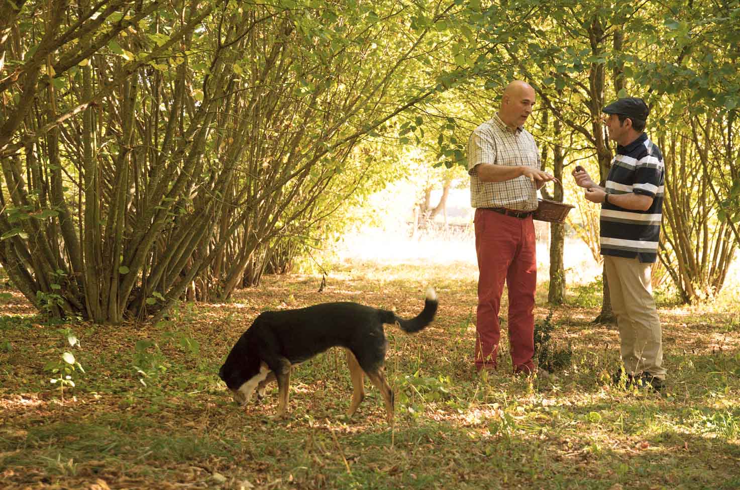 A truffle farmer and a guest standing in a woodland area, one is holding a truffle and a dog sniffs the ground in front