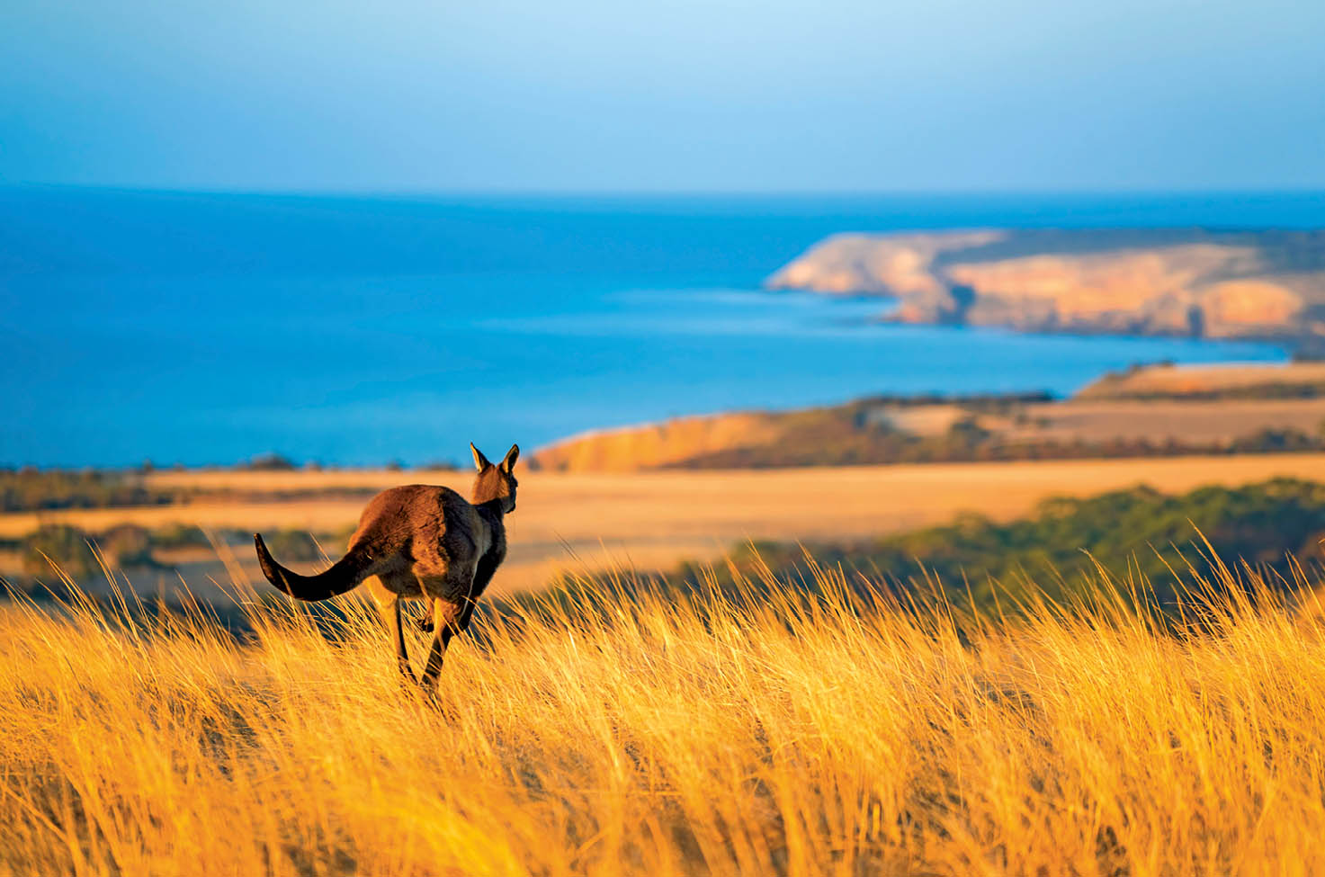 A Kangaroo hops away into the long yellow grass with a view of the coast and the sea in the distance