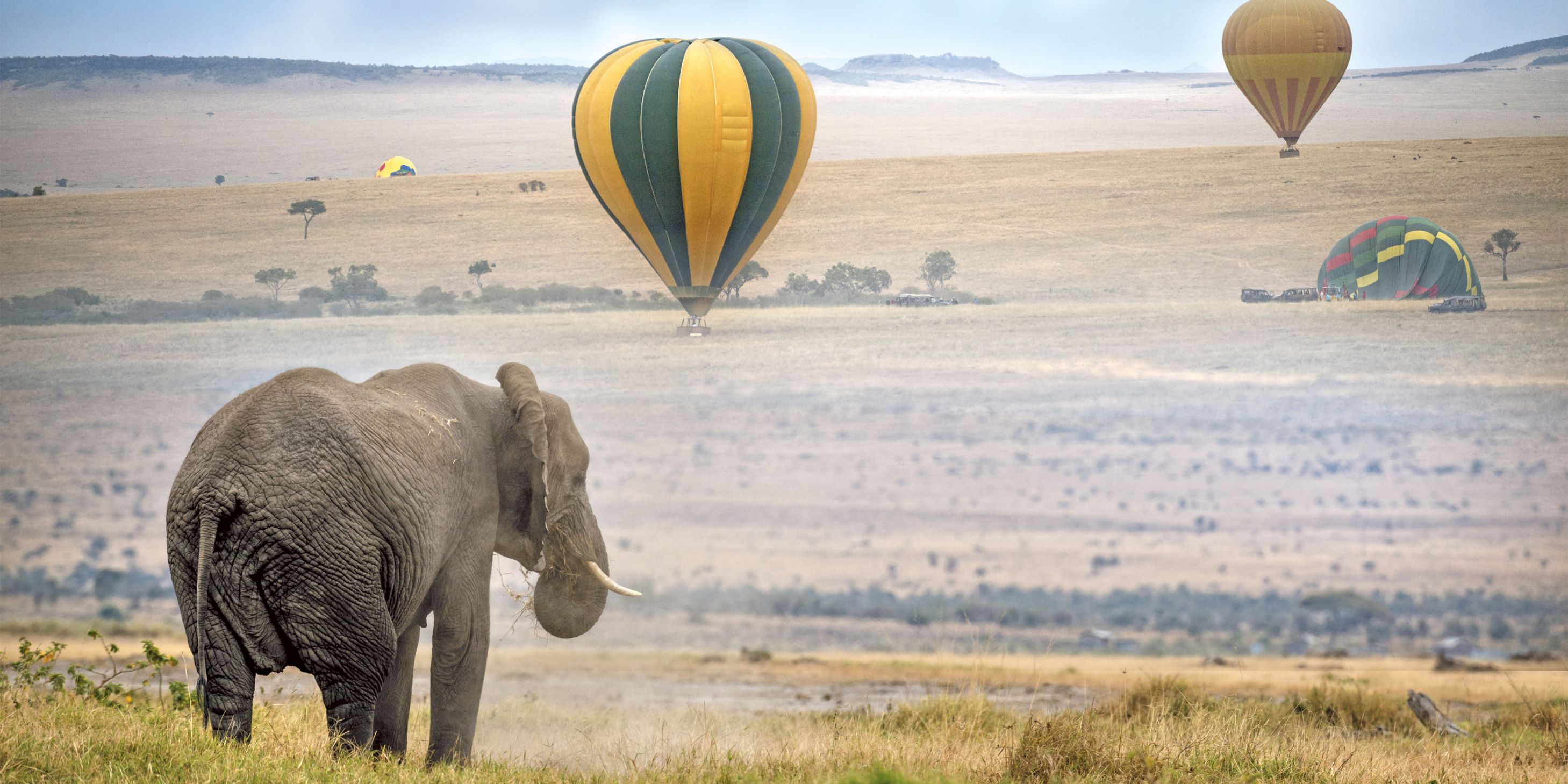 Elephant in front of a field with hot air balloons