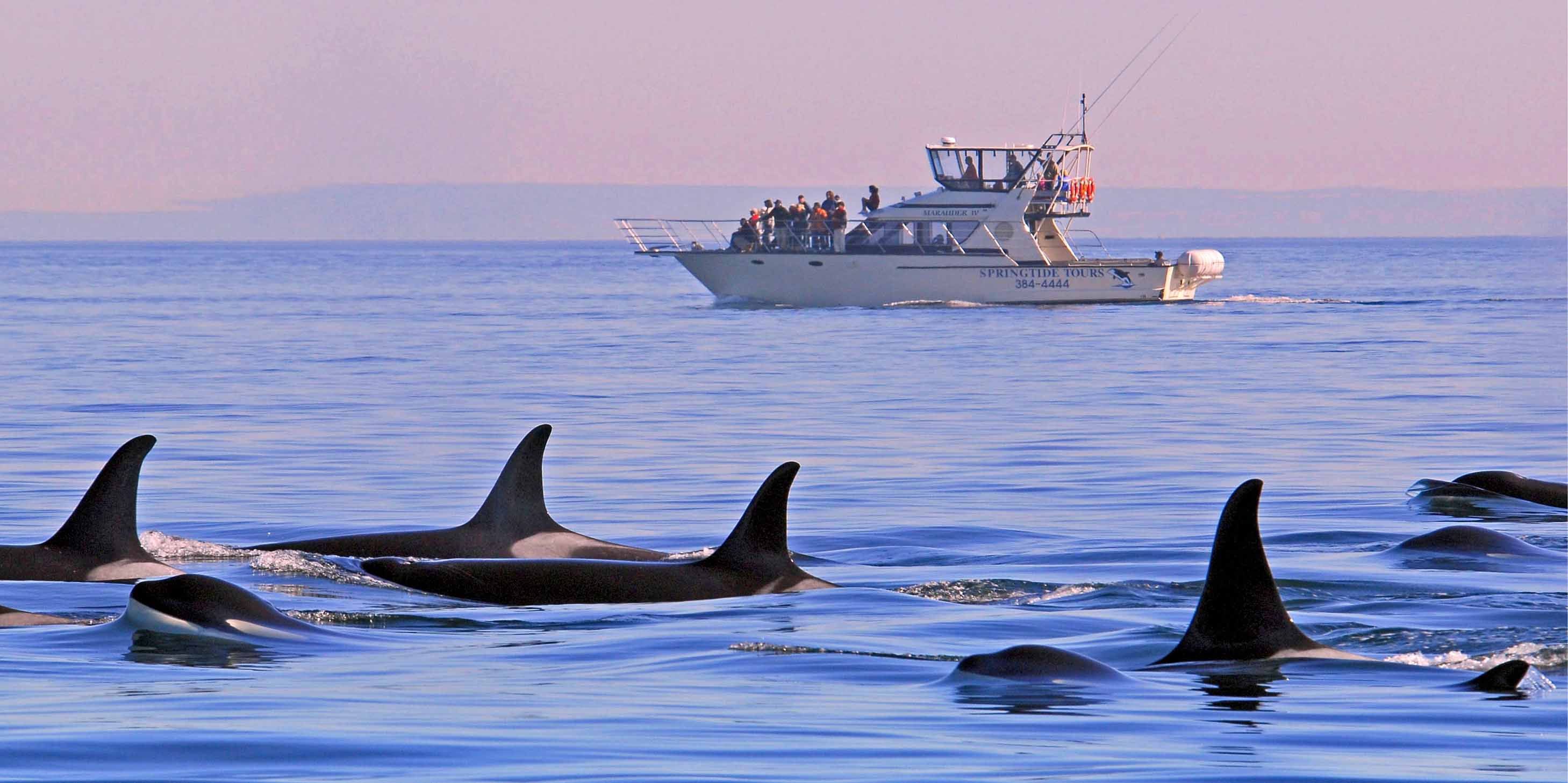 Whale watching from a boat in Victoria Canada as a Scenic Freechoice Activity 