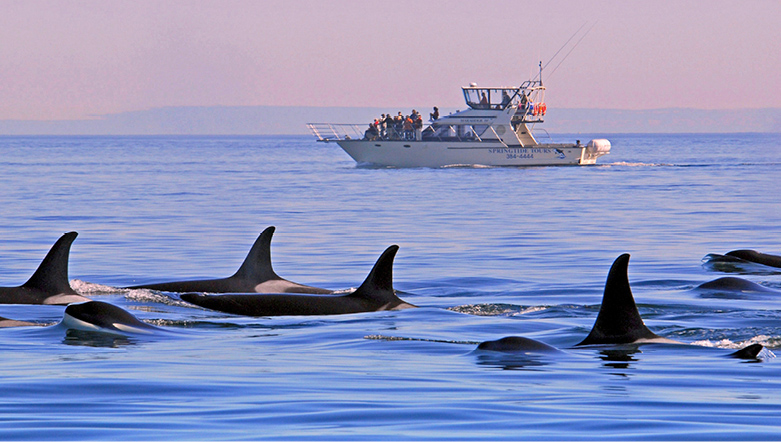 Whale watching from a boat in Victoria Canada as a Scenic Freechoice Activity 