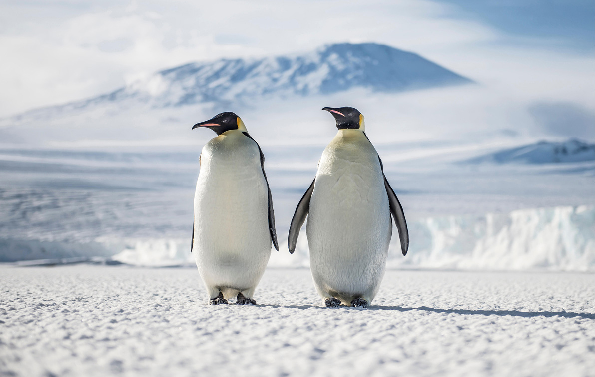 Two emperor penguins standing in the snow side by side with an ice shelf and clouded mountain in the background.