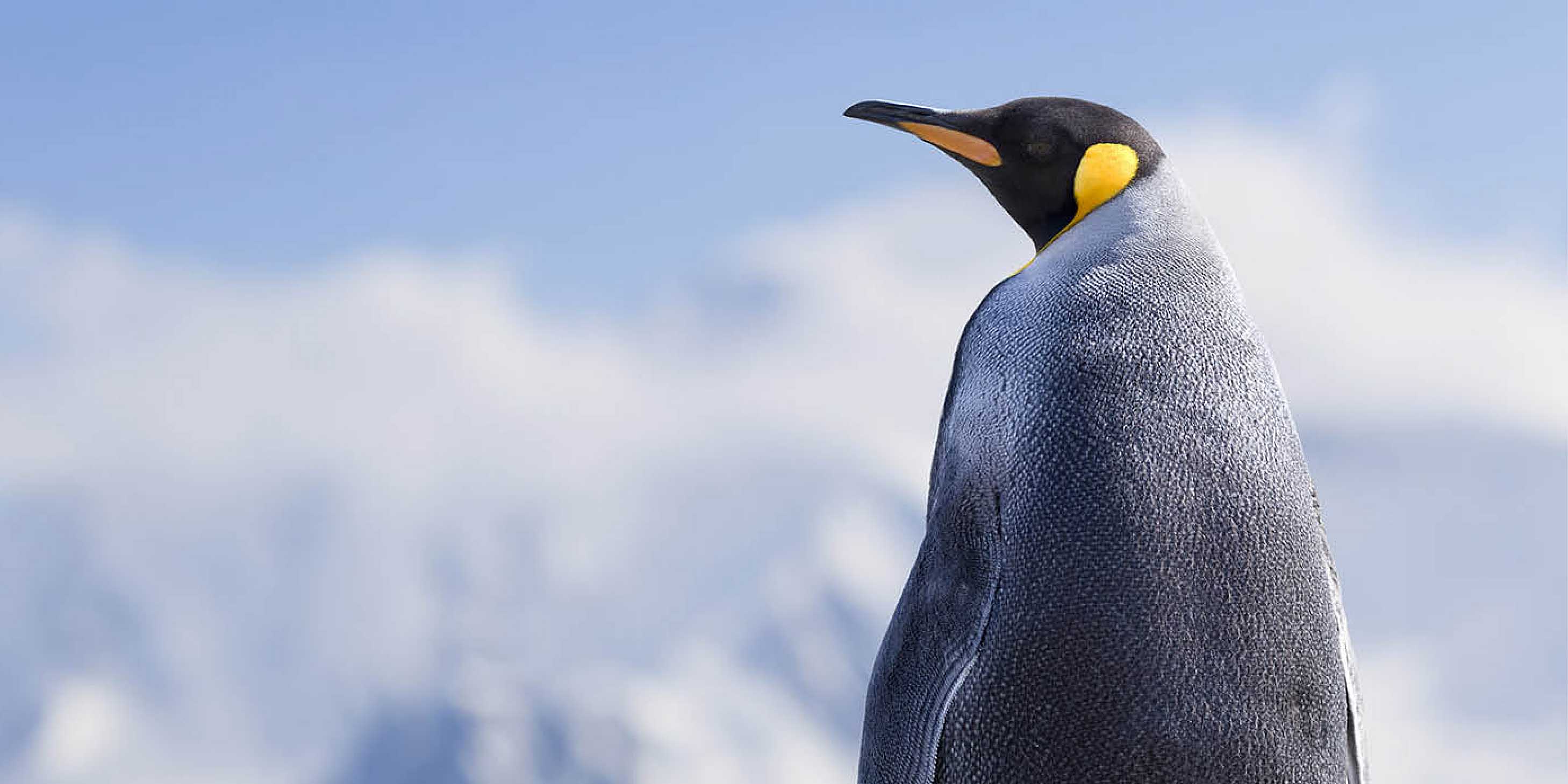 A penguin with a grey coat and striking yellow feathers on its head standing on a rock infront of vast ice.
