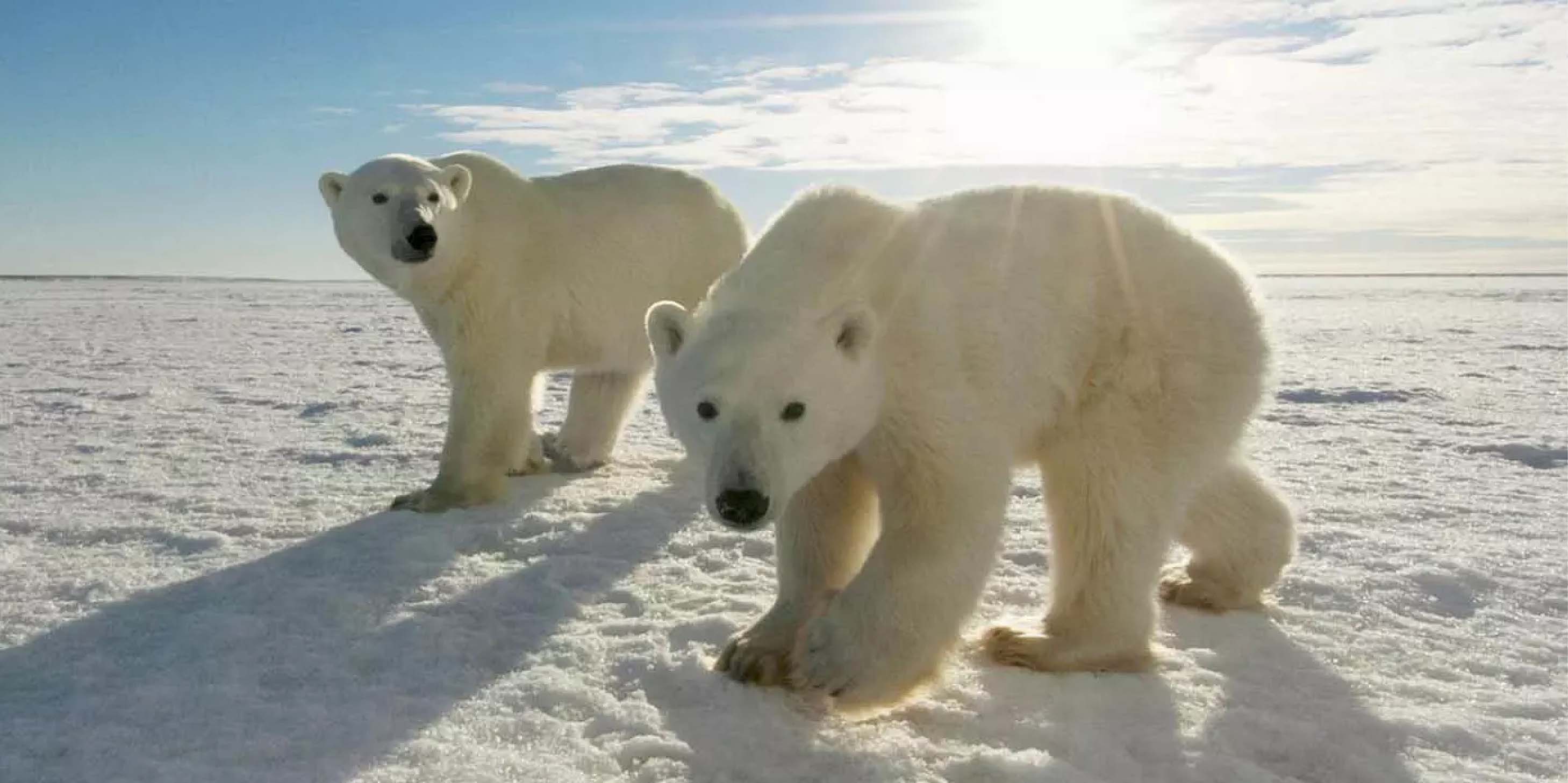 Two polar bears walking in the snow with the sun shining in the background.