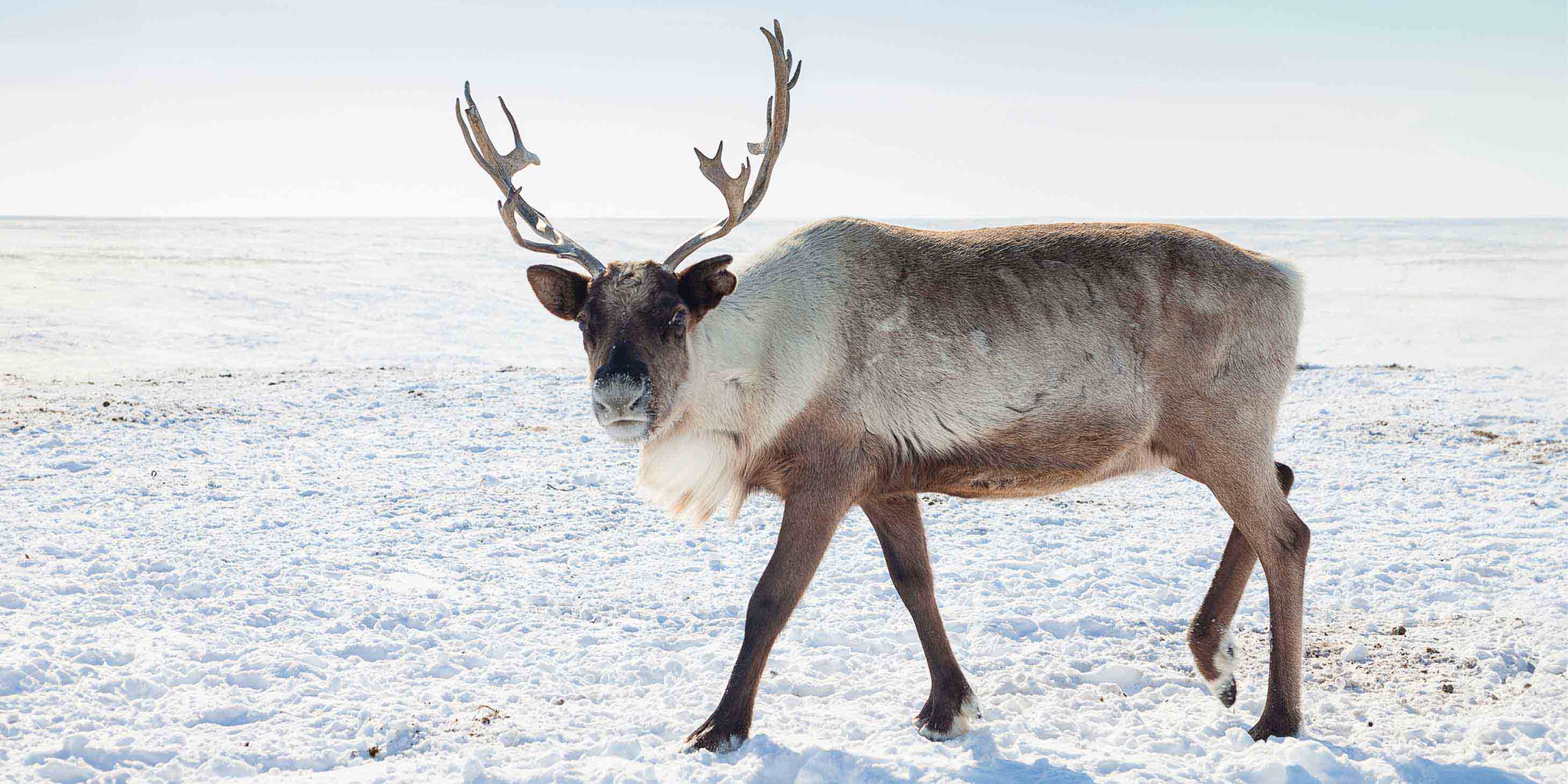 A reindeer walking in the snow.