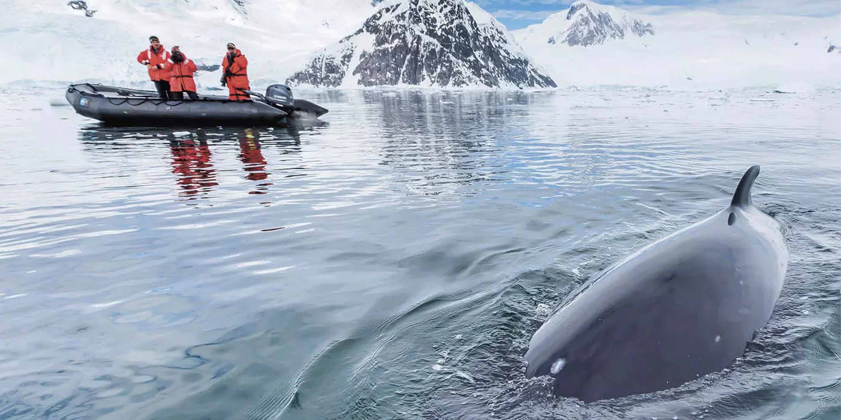 A whale in the water surrounded by ice covered mountains and people in a small boat nearby.