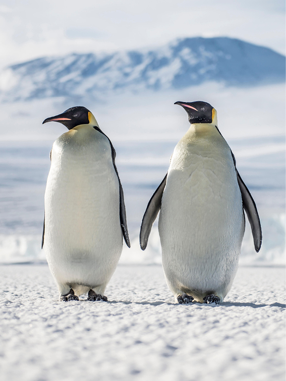Two emperor penguins standing in the snow side by side with an ice shelf and clouded mountain in the background.