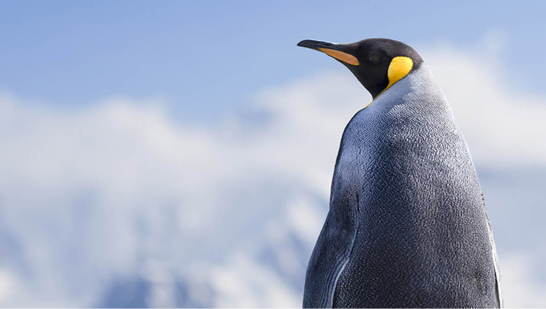 A penguin with a grey coat and striking yellow feathers on its head standing on a rock infront of vast ice.