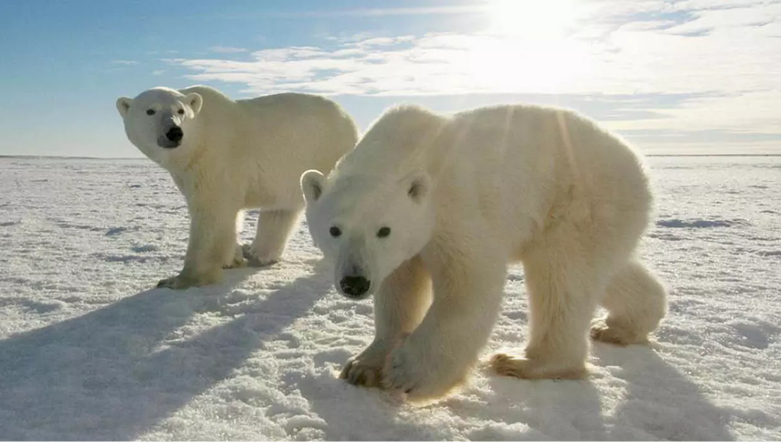 Two polar bears walking in the snow with the sun shining in the background.