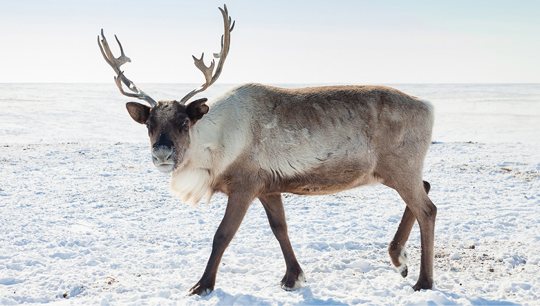 A reindeer walking in the snow.
