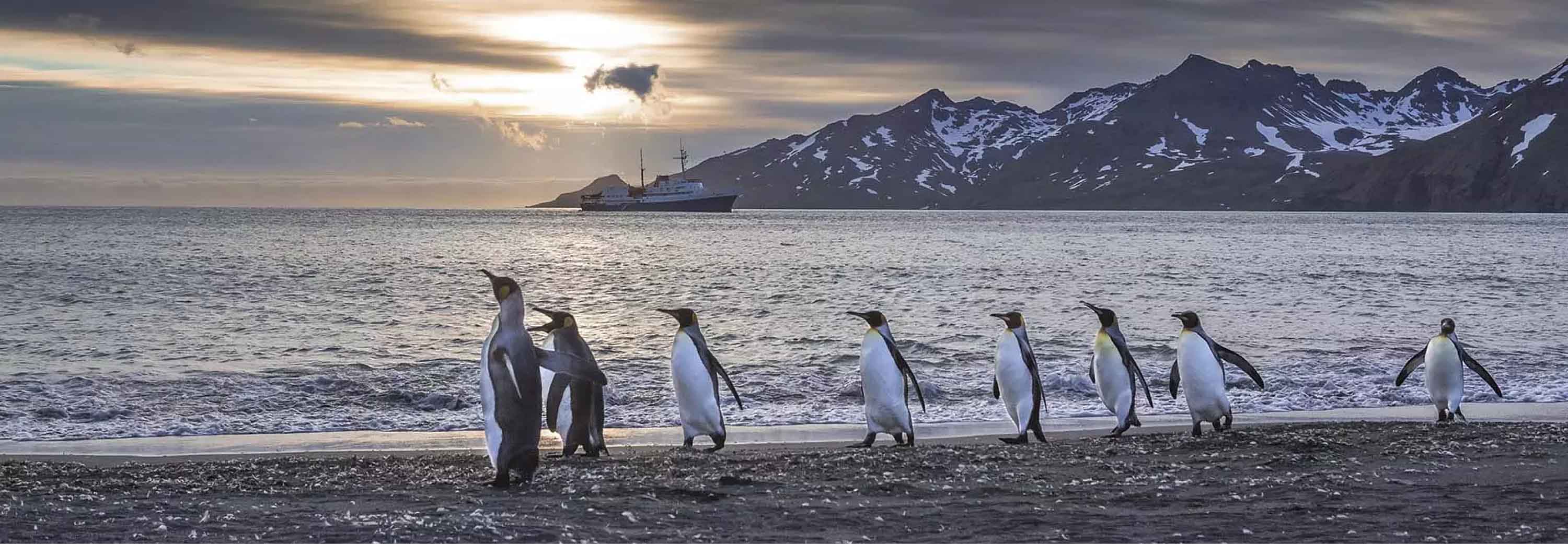 A waddle of penguins parading down the beachfront on the sand at dusk with the snowy mountains in and yellow sun peaking through the clouds in the background.