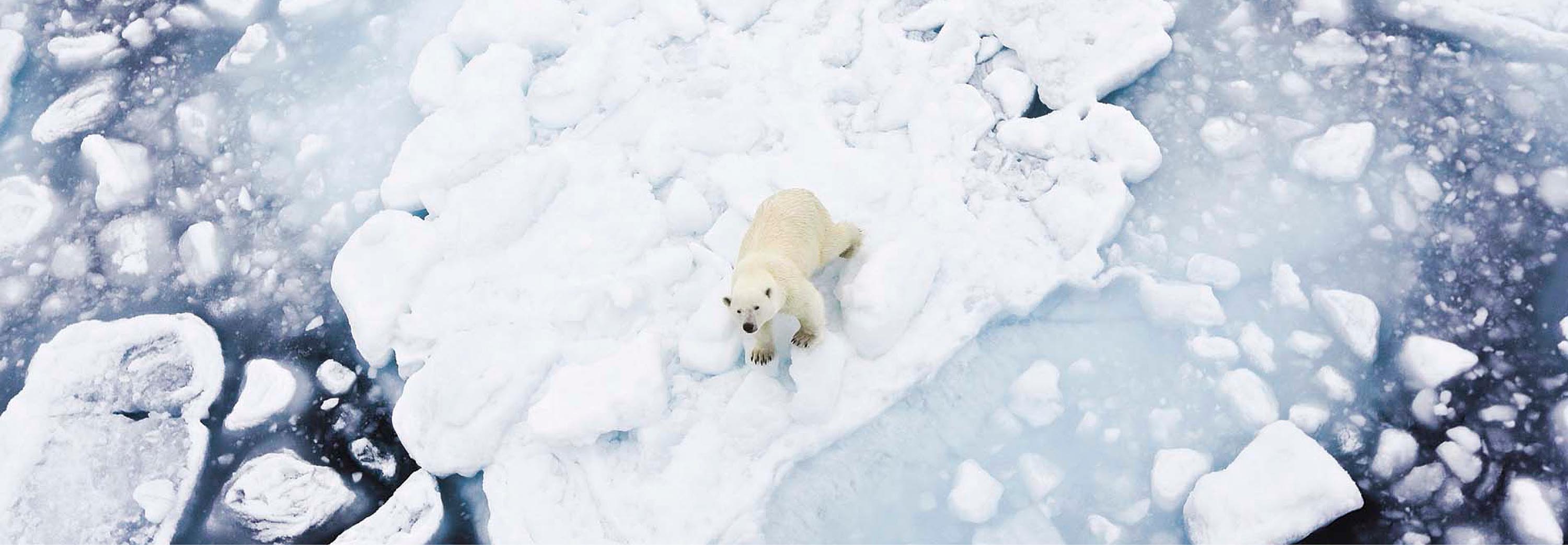 An aerial shot of a polar bear on a piece of ice floating in the water.