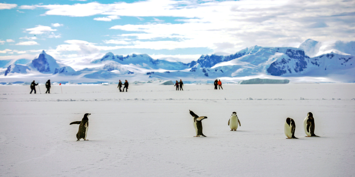 Penguins can be seen running along an Arctic tundra
