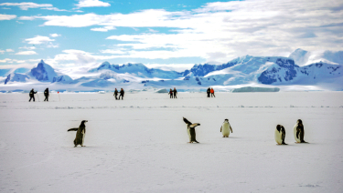 Penguins can be seen running along an Arctic tundra
