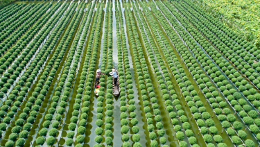 Two workers can be seen working in a lush green field