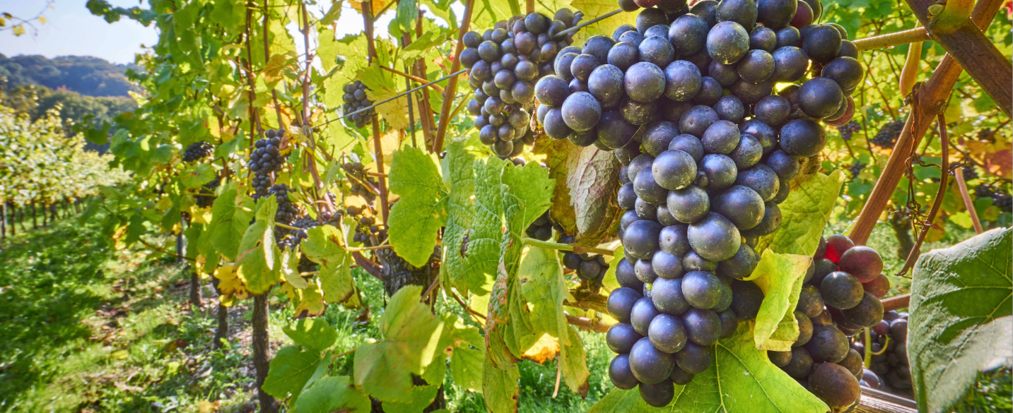 Clusters of grapes on the vine, surrounded by green leaves in a sunlit vineyard.
