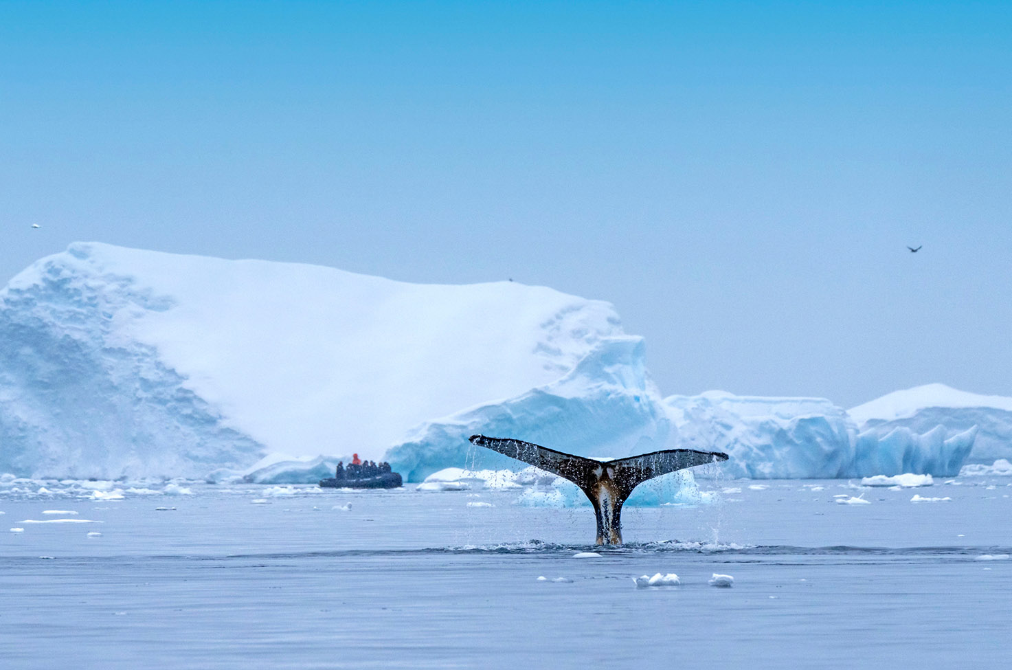 Whale tail breaching the surface of the water in Antarctica